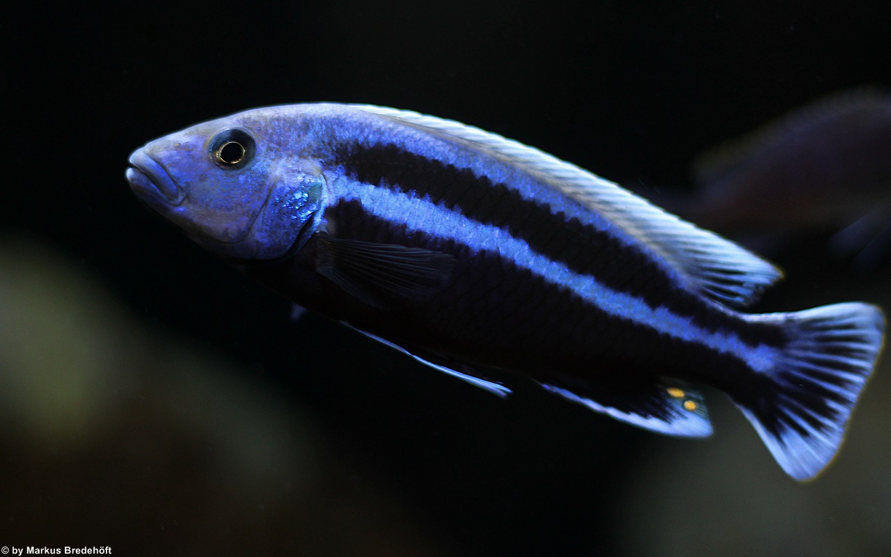 Melanochromis chipokae